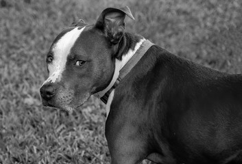 american staffordshire terrier