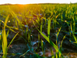 grass in the wind