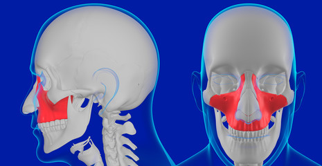 Obraz premium Human Skeleton Skull Anatomy Maxilla bone 3D Illustration