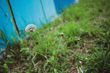 pasto pueblo esther otoño hojas pie