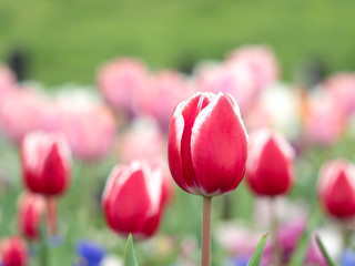 チューリップ畑