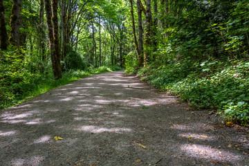 Gravel trail through the woods with sunlight showing through the trees

