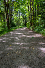 Gravel trail through the woods with sunlight showing through the trees
