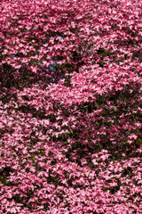 Pink dogwood tree covered in blooms, as a nature background
