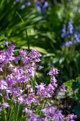 Some pink bluebell flowers.      Vancouver BC Canada
