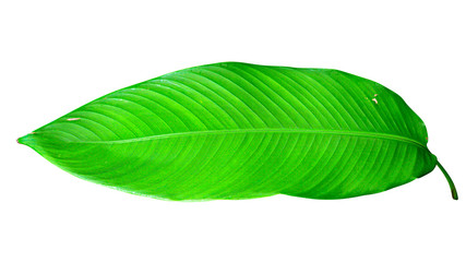 Obraz premium Heliconia variegated leaf isolated on white background with clipping path.