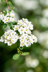 A picture of some white spirea blooming in the garden.      Vancouver BC Canada
