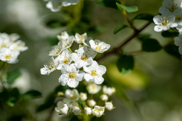 A picture of some white spirea blooming in the garden.      Vancouver BC Canada
