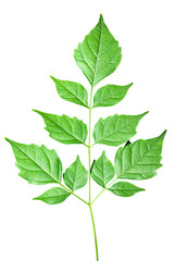 Group of Green leaf isolated on white background with clipping path.