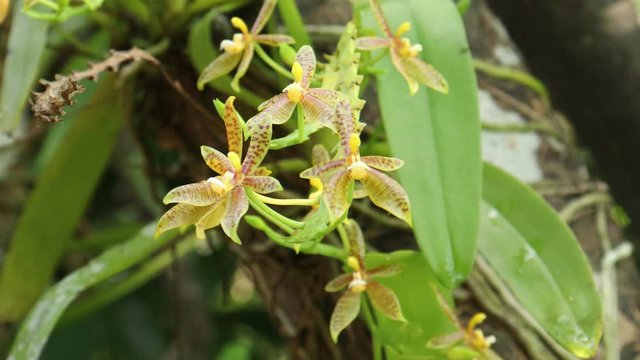 yellow orchid flowers slow motion in garden.