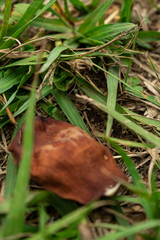 pasto pueblo esther otoño hojas pie