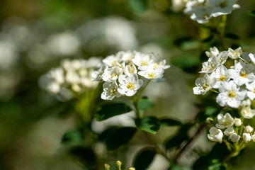 A picture of some white spirea blooming in the garden.      Vancouver BC Canada
