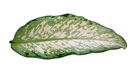 Aglaonema leaf with multicolor of green and white  isolated on white background with clipping path.