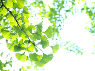 新緑のイチョウの葉