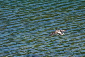 starling in flight