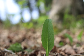 close up of a plant