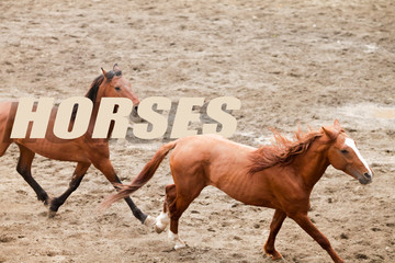 The word HORSES written on a photo of two horses galloping as background