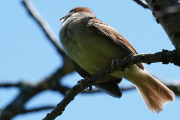 sparrow on branch