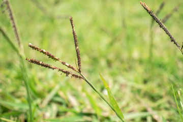 pasto pueblo esther otoño hojas pie