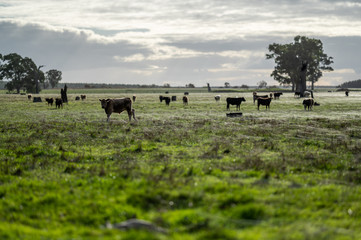 steers and bullocks Beef cows and calfs grazing on grass in south west victoria, Australia. eating...