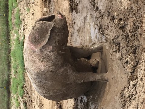 Dirty Pig On Muddy Field