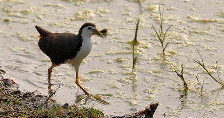BIrd in search of food