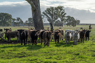 steers and bullocks Beef cows and calfs grazing on grass in south west victoria, Australia. eating...