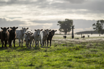 steers and bullocks Beef cows and calfs grazing on grass in south west victoria, Australia. eating...