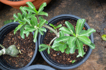 Impala lily flower growing in tree pot