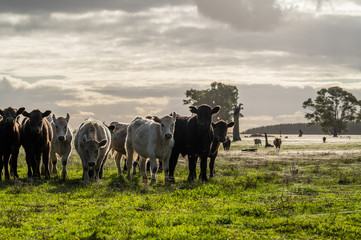 steers and bullocks Beef cows and calfs grazing on grass in south west victoria, Australia. eating...