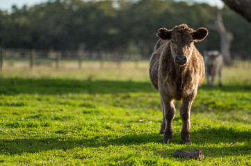 steers and bullocks Beef cows and calfs grazing on grass in south west victoria, Australia. eating...