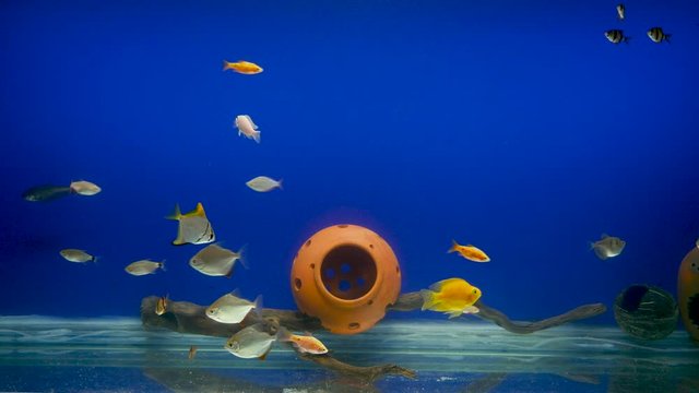 home aquarium with an earthen pot, driftwood, a group of colorful fish swimming around in clear water with a blue background.