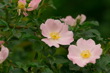 Rose hips bloom on the branch of the bush. Close up , soft focus . Nature background