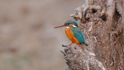 Beautiful Kngfisher