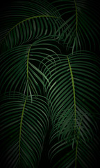 green tropical leaves dark background