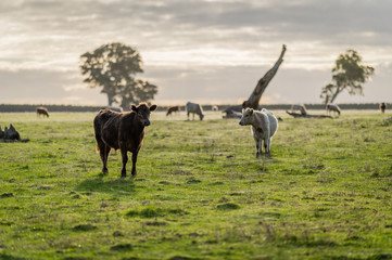 steers and bullocks Beef cows and calfs grazing on grass in south west victoria, Australia. eating...