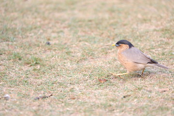 robin on the grass. Moving cautiously.