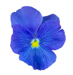 purple Flower  isolated 