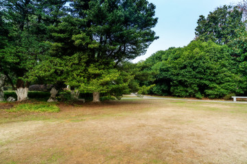 lawn and trees in the garden
