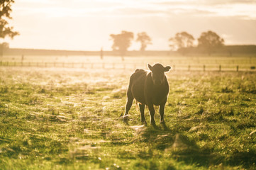 steers and bullocks Beef cows and calfs grazing on grass in south west victoria, Australia. eating...