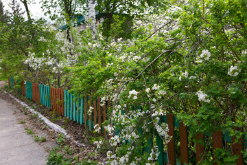 Green bush near the garden fence in front of the house