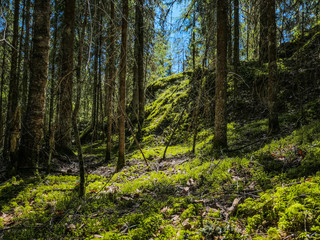Obraz premium forest in spring