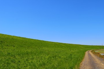 青空　緑　道　風景　杤木