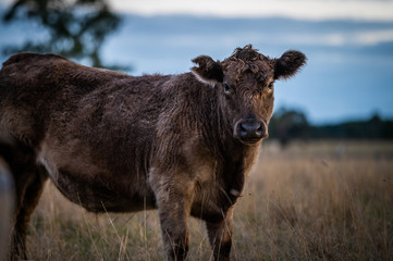 steers and bullocks Beef cows and calfs grazing on grass in south west victoria, Australia. eating...