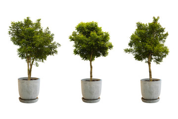 Tree in a pot Isolate on White Background