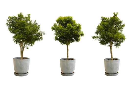 Tree in a pot Isolate on White Background