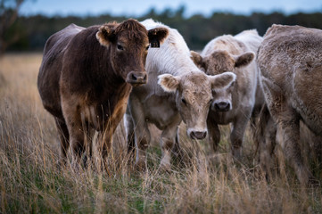 steers and bullocks Beef cows and calfs grazing on grass in south west victoria, Australia. eating...
