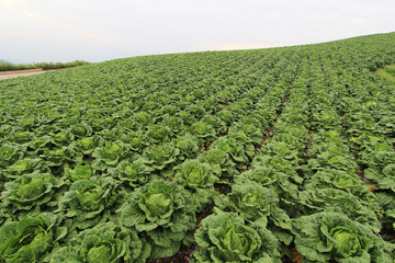 Fototapeta premium Korean highland cabbage patch landscape