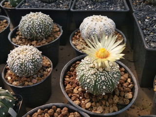 Close-up Astrophytum asterias 'Super Kabuto' with yellow flower blossom in flower pot with many cactus blurred in background.