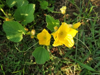 Obraz premium Cucumber with flower , agriculture in bihar India